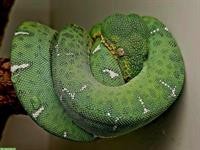 Corallus batesii (Hundskopfboa) Männchen