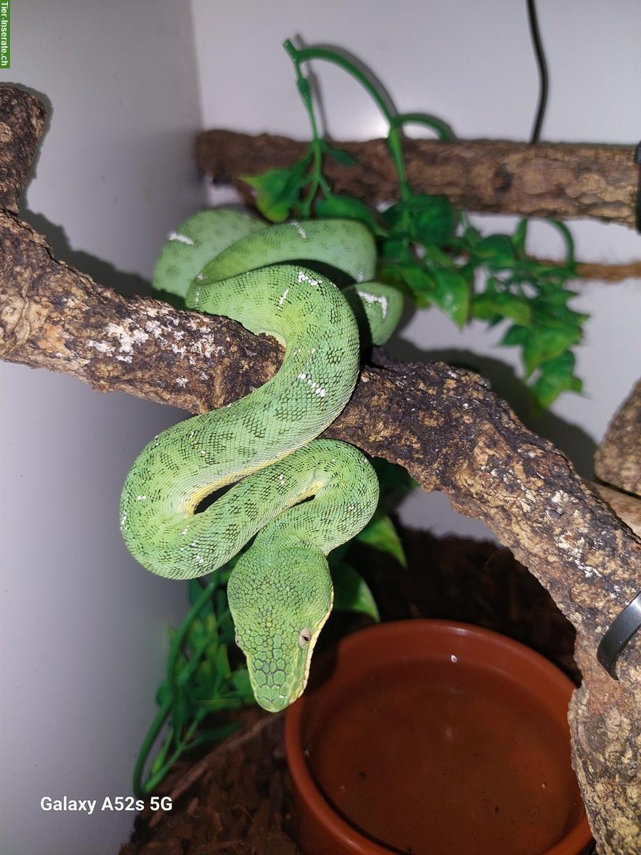 Bild 2: Corallus batesii (Hundskopfboa) Männchen