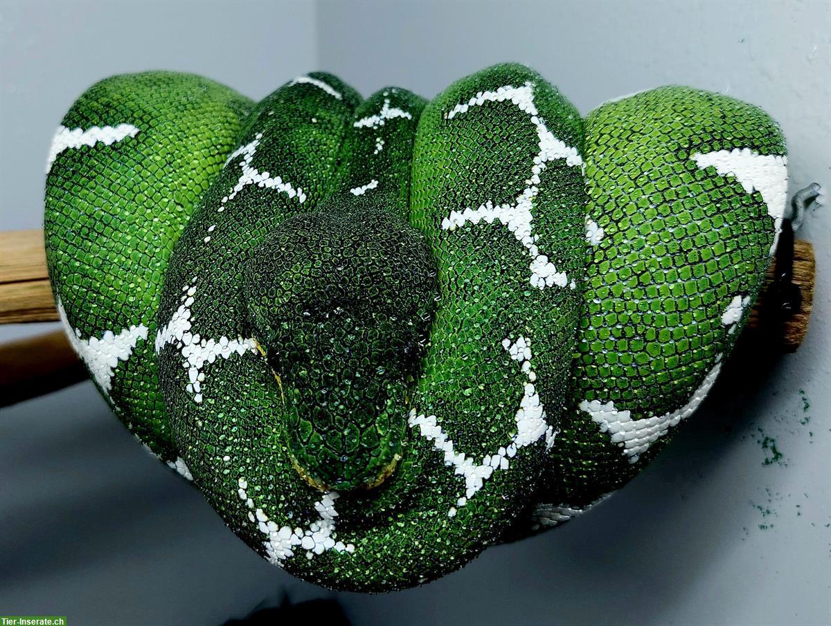 Bild 3: Corallus batesii (Hundskopfboa) Männchen