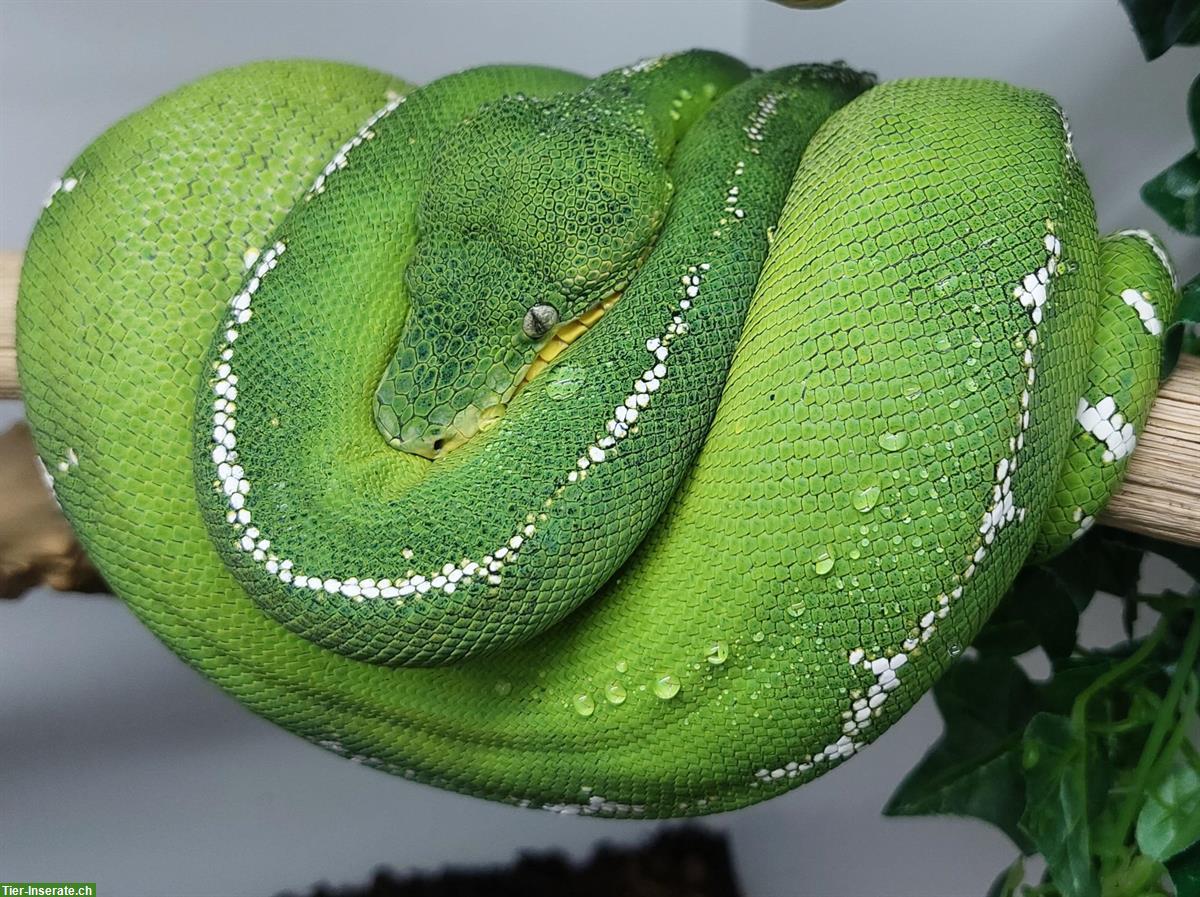 Bild 4: Corallus batesii (Hundskopfboa) Männchen