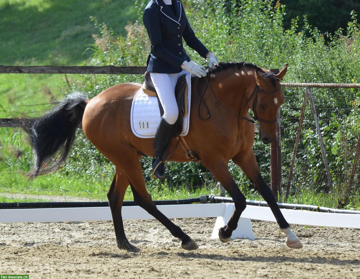Bild 2: Achal-Tekkiner, 10-jährig, 158cm, für sportliche Freizeitreiter