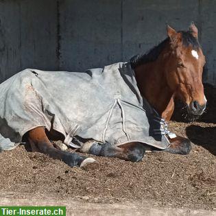 Bild 3: Achal-Tekkiner, 10-jährig, 158cm, für sportliche Freizeitreiter