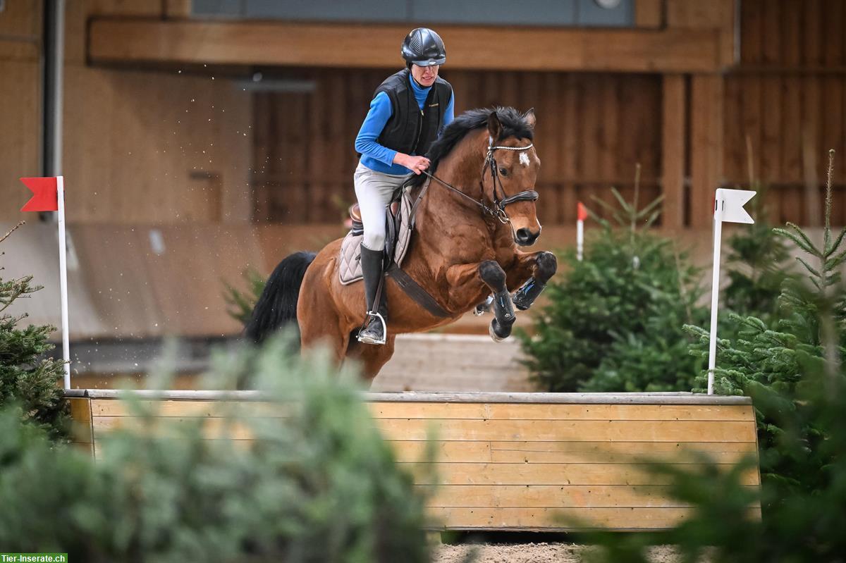 Bild 4: Achal-Tekkiner, 10-jährig, 158cm, für sportliche Freizeitreiter