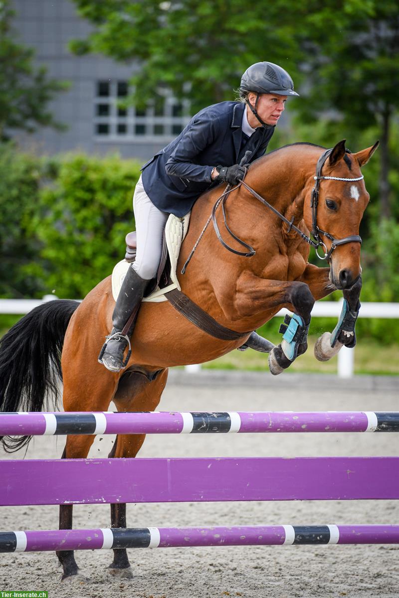 Bild 5: Achal-Tekkiner, 10-jährig, 158cm, für sportliche Freizeitreiter