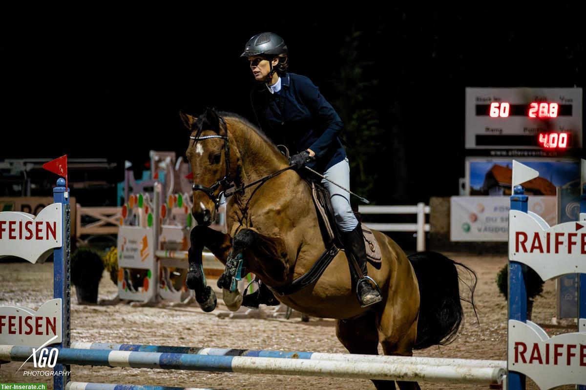 Bild 7: Achal-Tekkiner, 10-jährig, 158cm, für sportliche Freizeitreiter