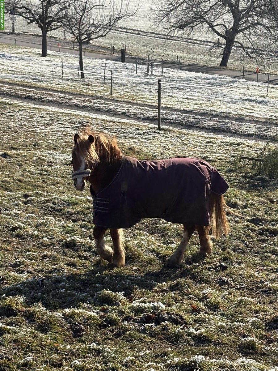 Junger Pony-Wallach, roh, kinderlieb
