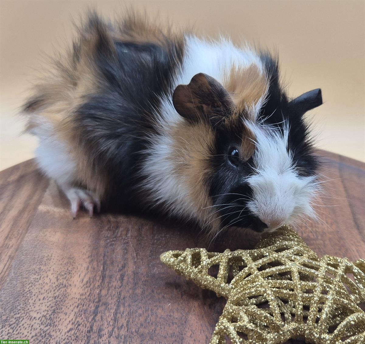 Rosetten-Meerschweinchen, süsse Frühkastraten