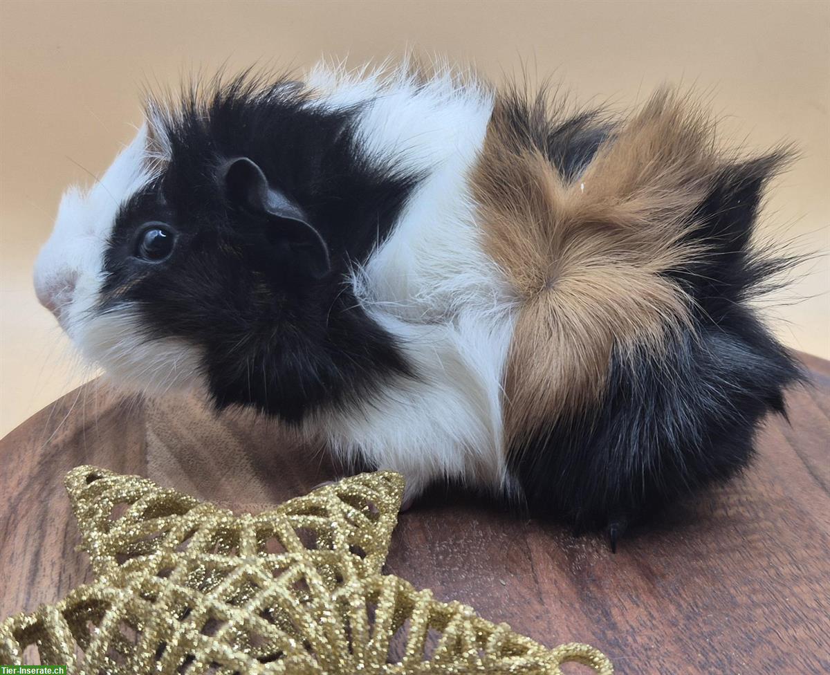 Bild 2: Rosetten-Meerschweinchen, süsse Frühkastraten