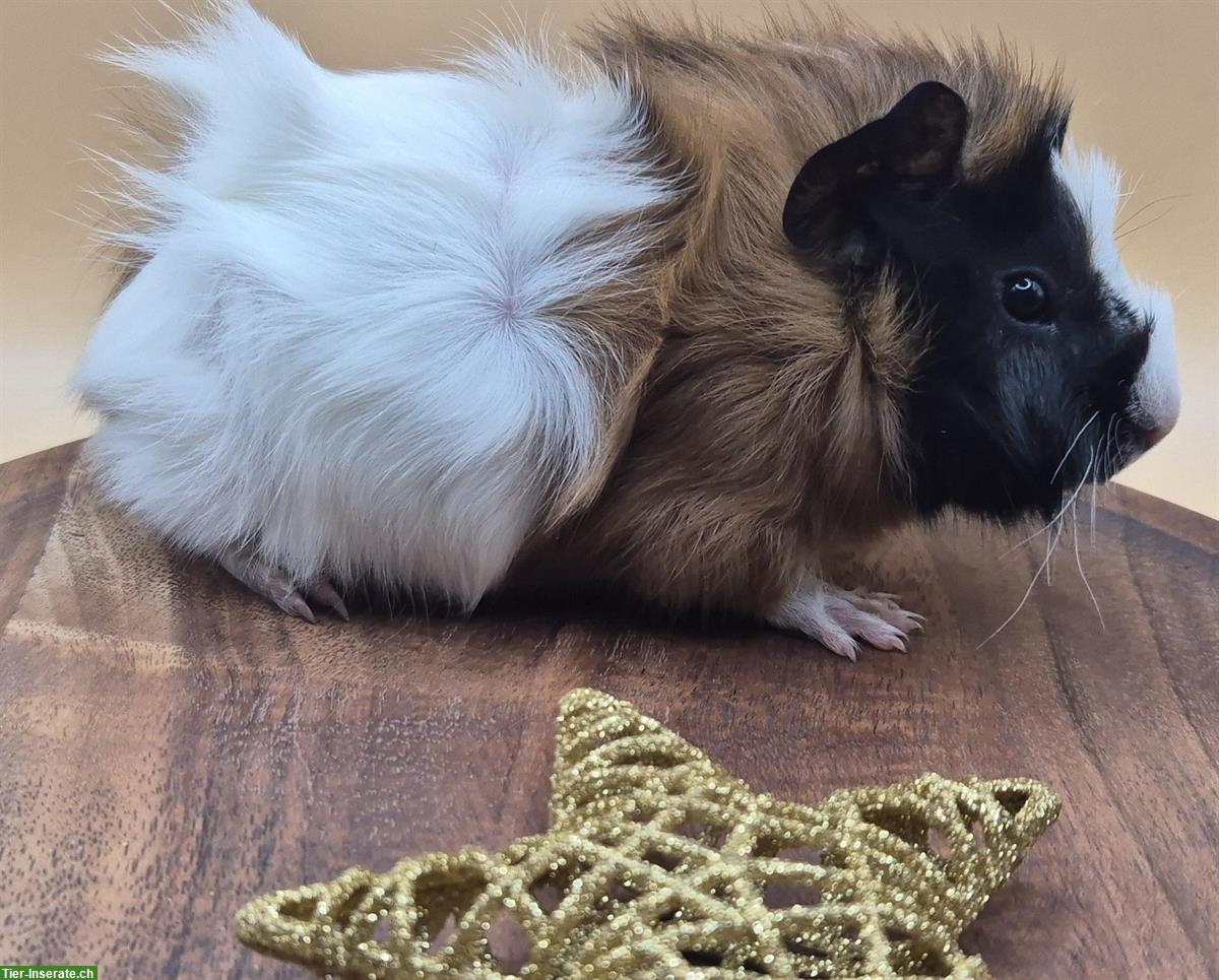 Bild 4: Rosetten-Meerschweinchen, süsse Frühkastraten