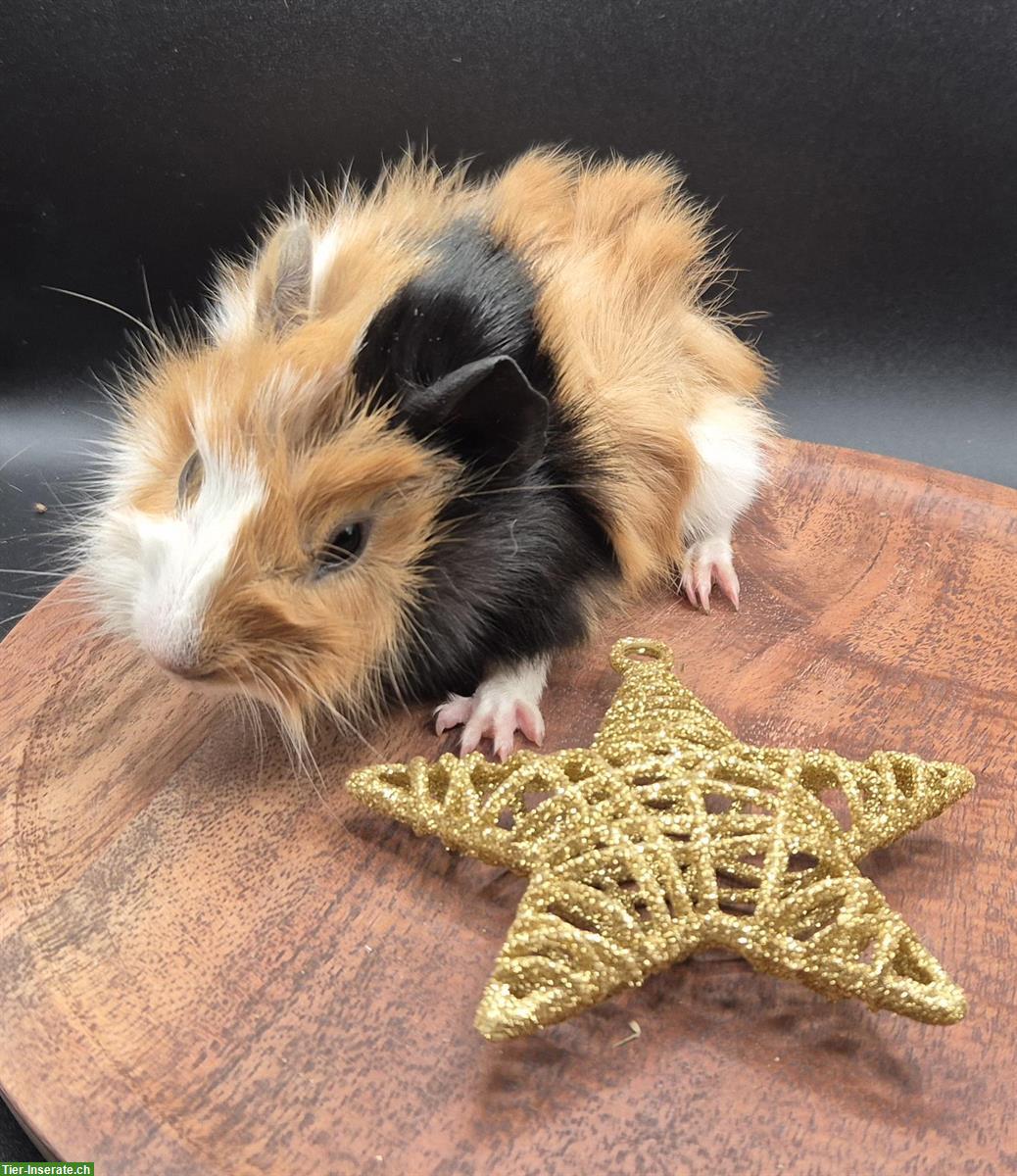 Bild 5: Rosetten-Meerschweinchen, süsse Frühkastraten