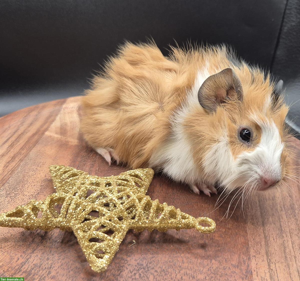 Bild 6: Rosetten-Meerschweinchen, süsse Frühkastraten