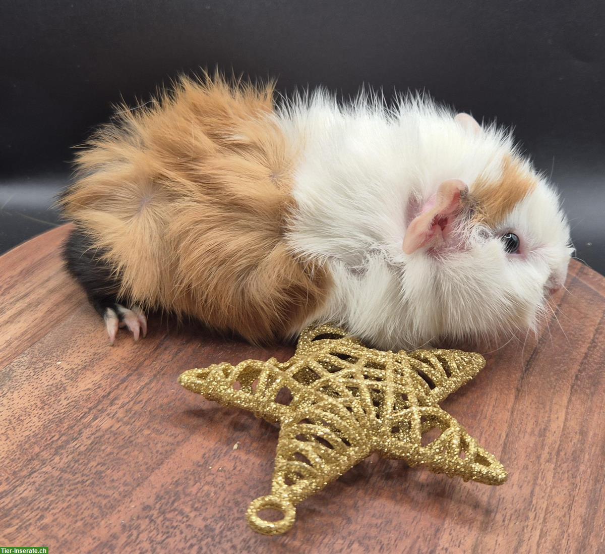 Bild 8: Rosetten-Meerschweinchen, süsse Frühkastraten