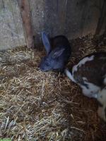 Kaninchen Familie zu verkaufen :)