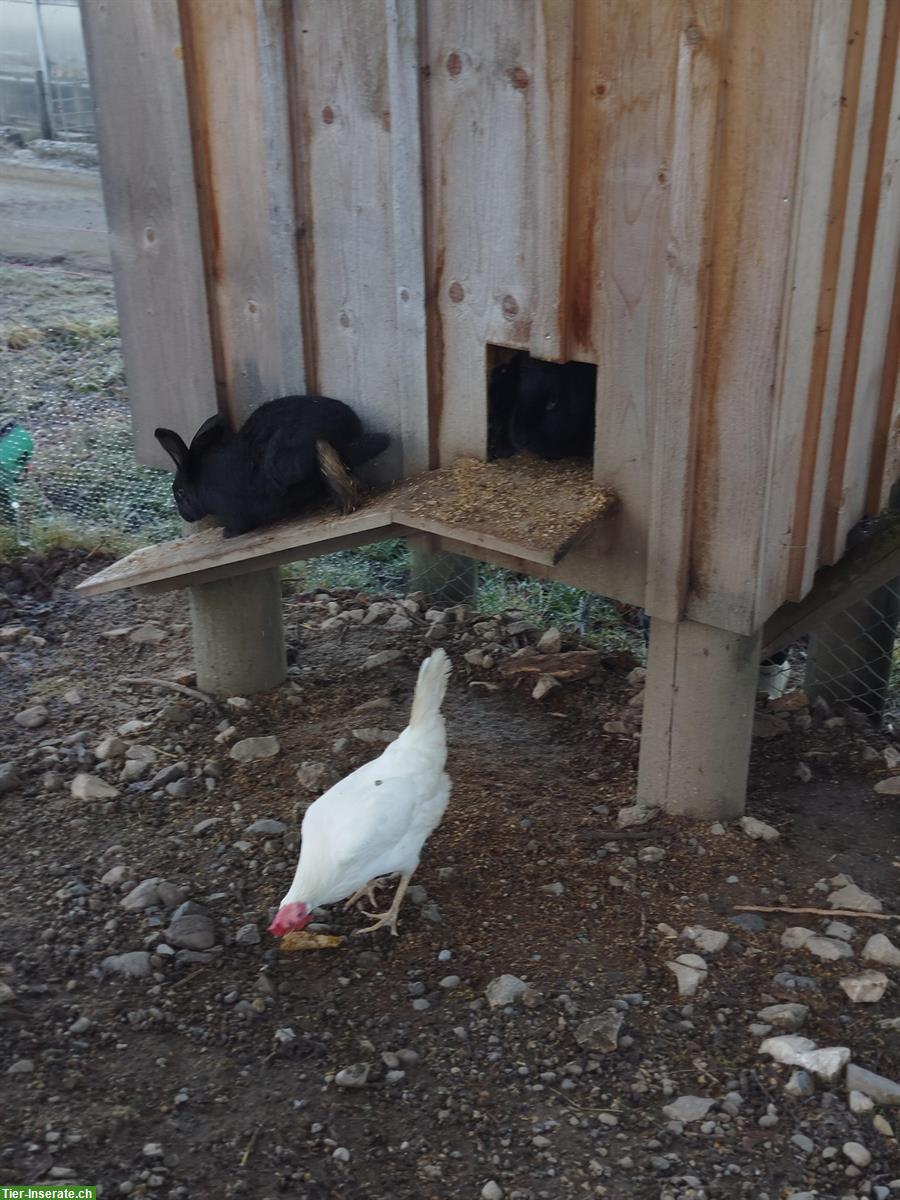 Bild 2: Kaninchen Familie zu verkaufen :)