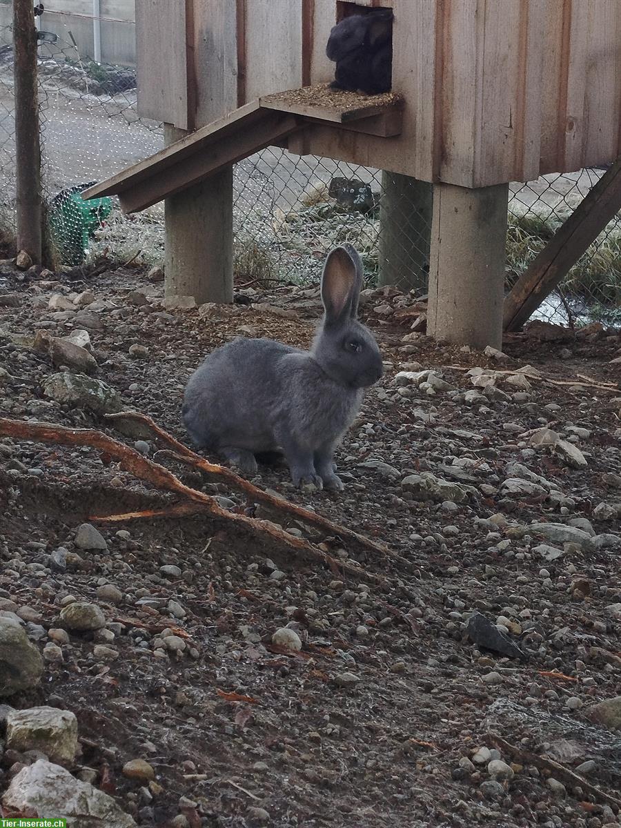 Bild 3: Kaninchen Familie zu verkaufen :)
