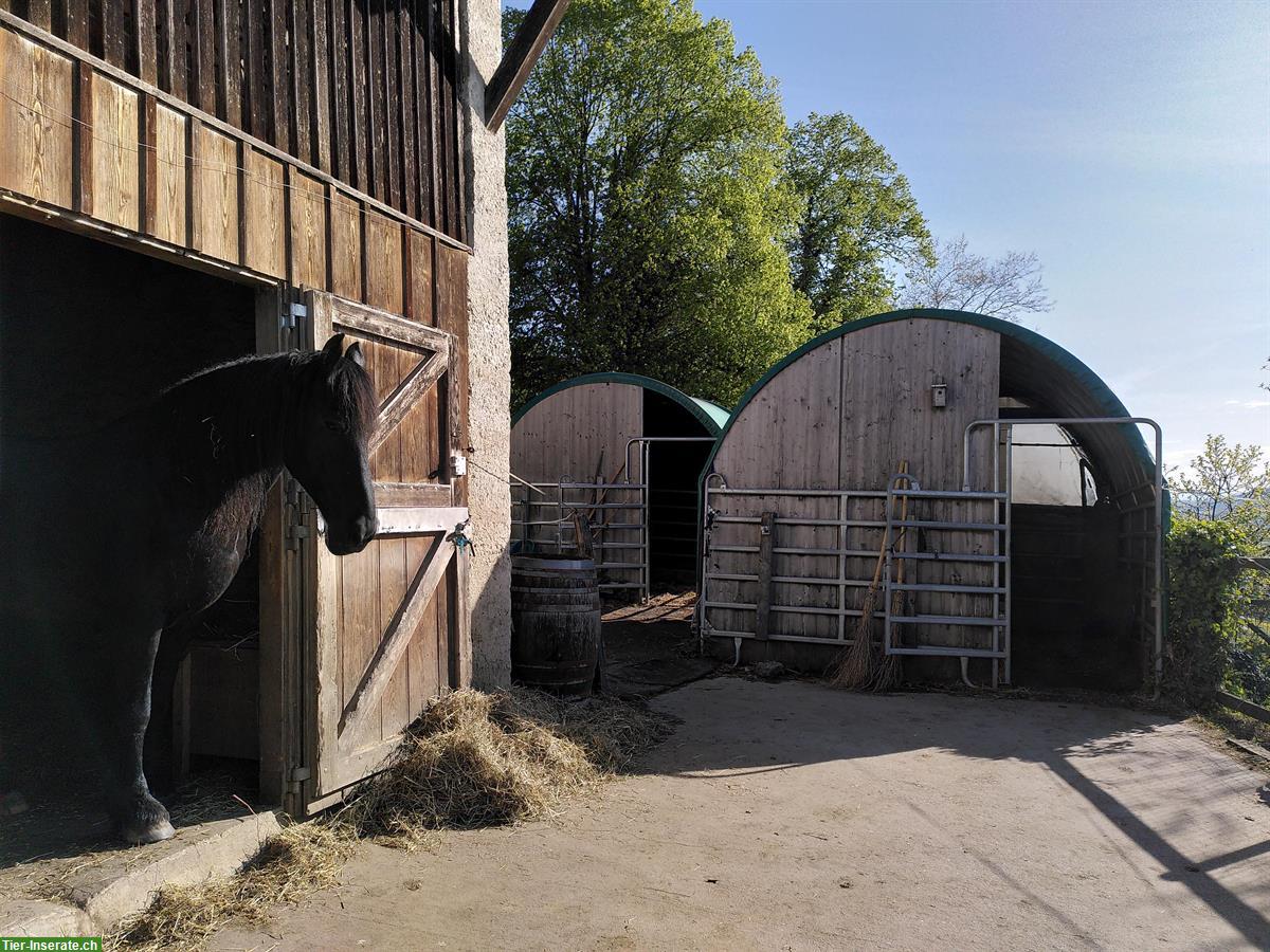 Freier Offenstallplatz in Tschugg BE