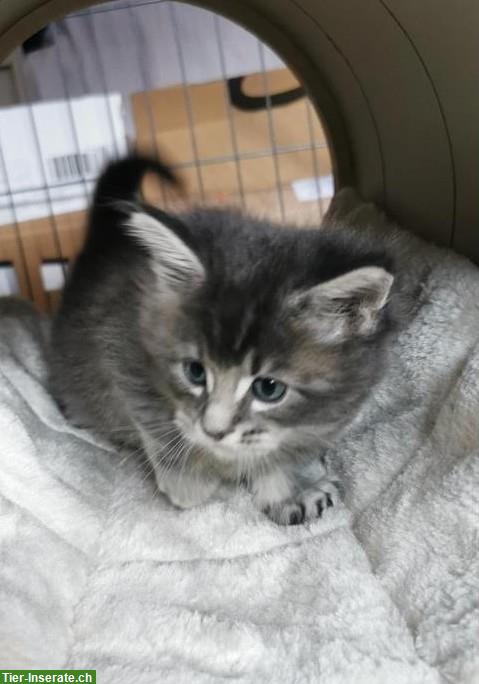 Maine Coon Kitten (Mädchen) mit Stammbaum