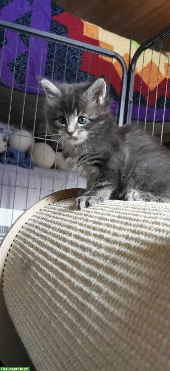 Bild 2: Maine Coon Kitten (Mädchen) mit Stammbaum