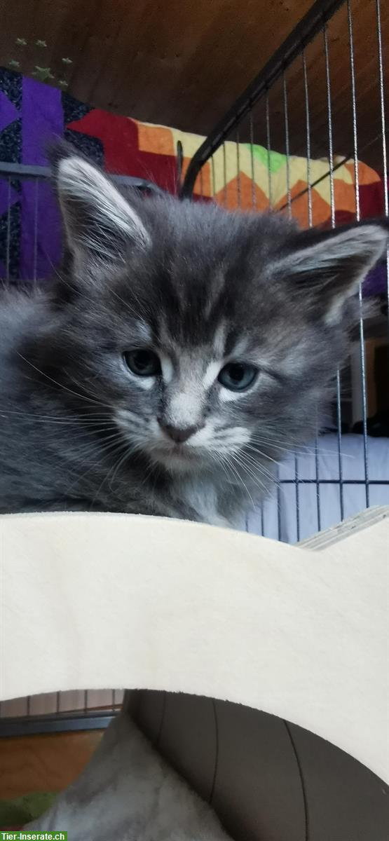 Bild 3: Maine Coon Kitten (Mädchen) mit Stammbaum