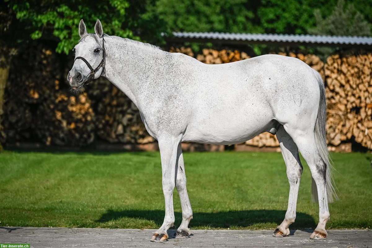 Holsteiner Schimmel Wallach zu verkaufen