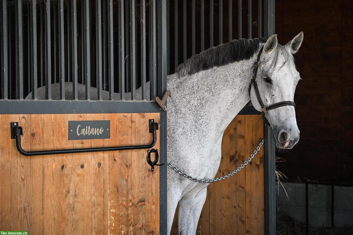 Bild 2: Holsteiner Schimmel Wallach zu verkaufen