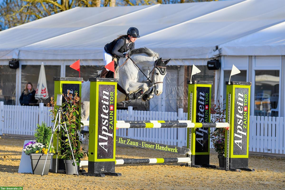 Bild 3: Holsteiner Schimmel Wallach zu verkaufen