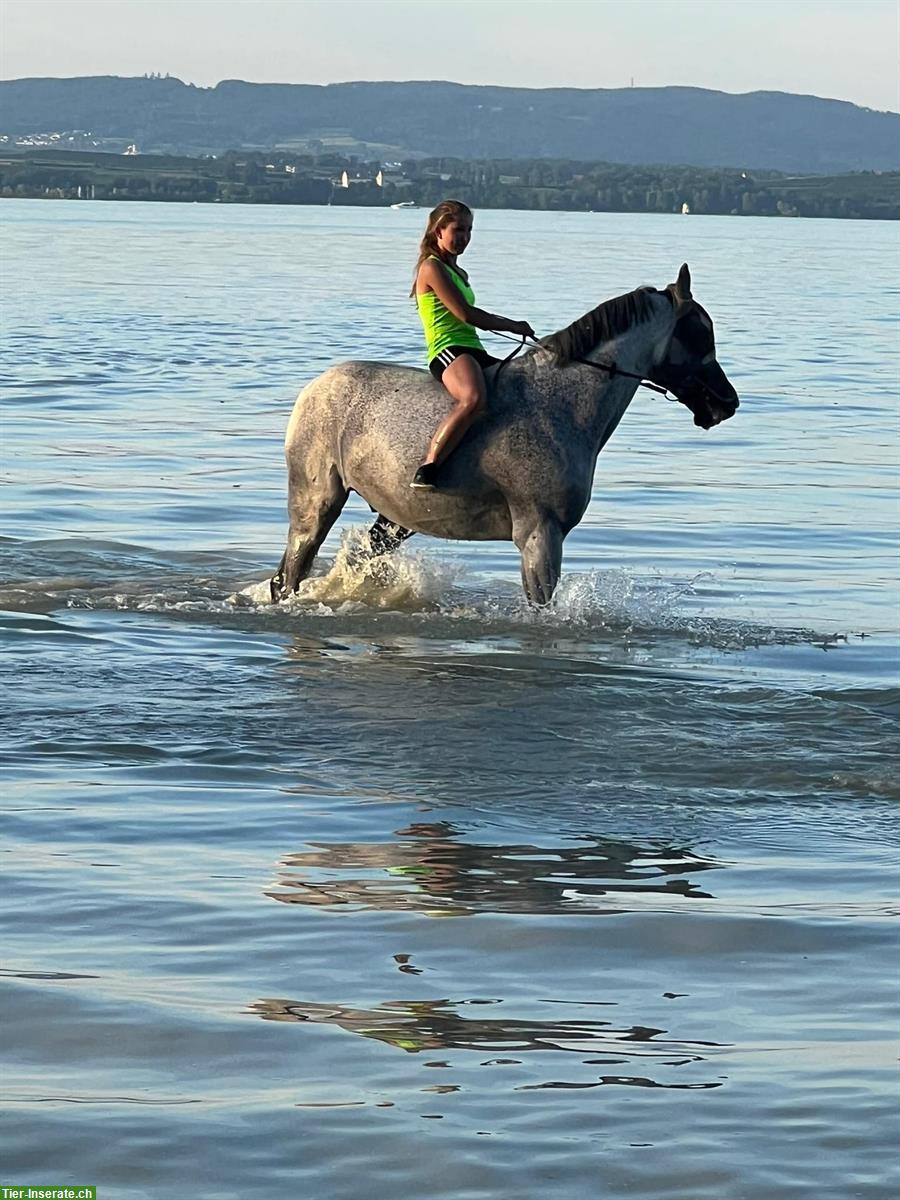 Bild 4: Holsteiner Schimmel Wallach zu verkaufen
