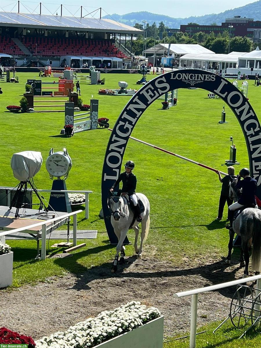 Bild 5: Holsteiner Schimmel Wallach zu verkaufen