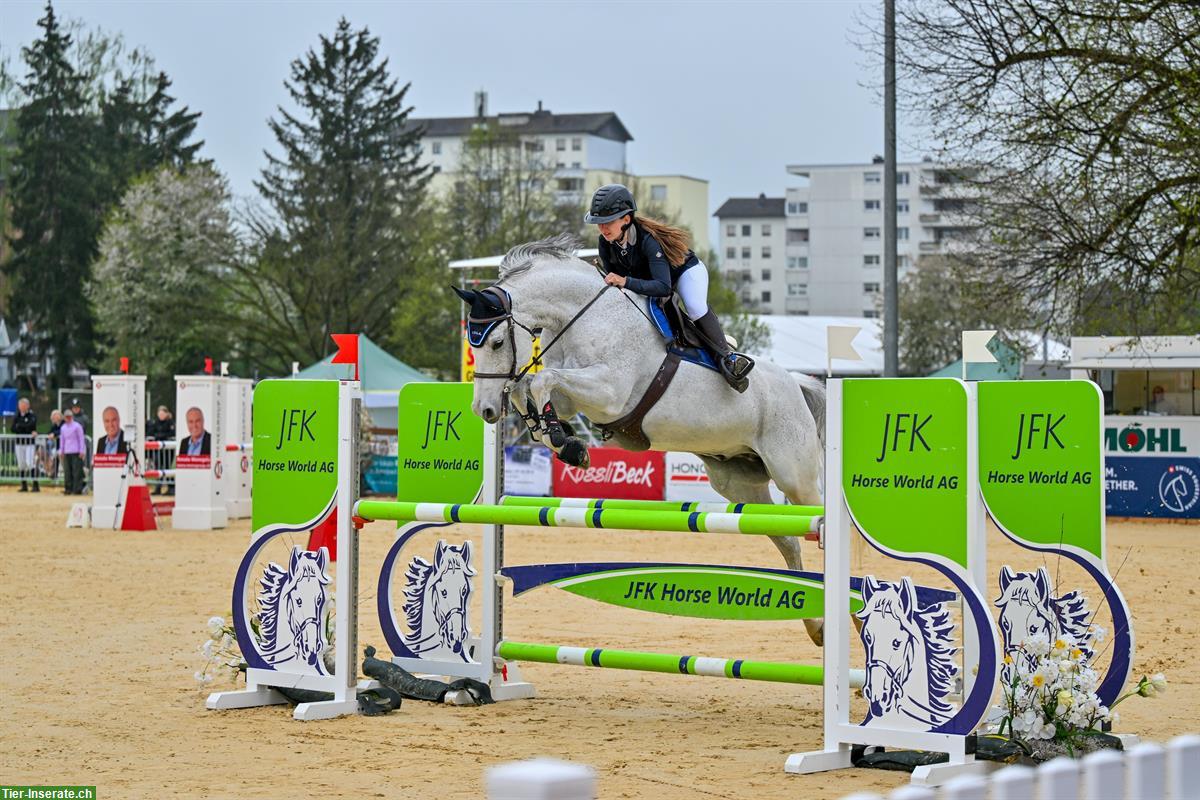 Bild 7: Holsteiner Schimmel Wallach zu verkaufen