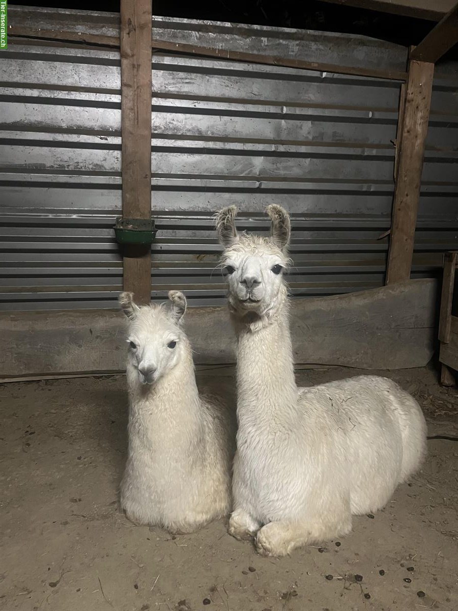 Zahme Lama Stute zu verkaufen