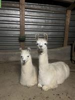 Zahme Lama Stute zu verkaufen