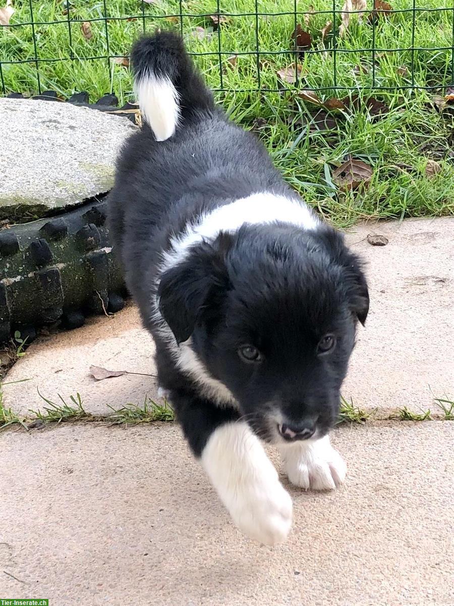 Border Collie Welpe (Rüde) zu verkaufen