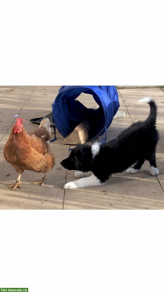 Bild 2: Border Collie Welpe (Rüde) zu verkaufen
