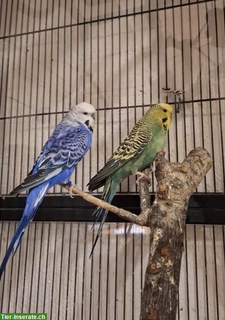 Wellensittiche, blau und grün, mit Käfig und Zubehör