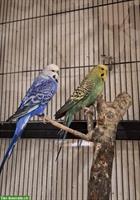 Wellensittiche, blau und grün, mit Käfig und Zubehör