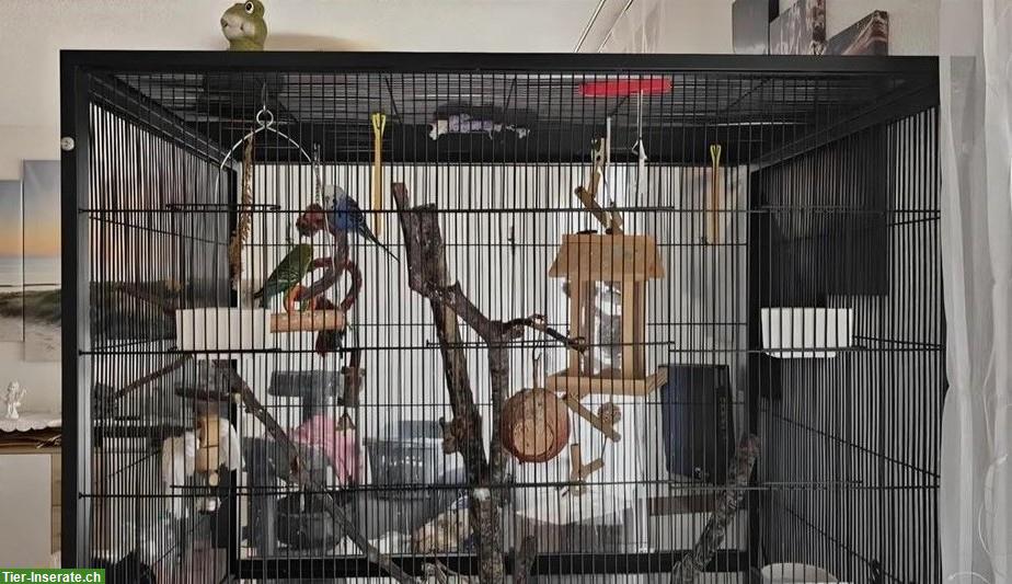 Bild 2: Wellensittiche, blau und grün, mit Käfig und Zubehör