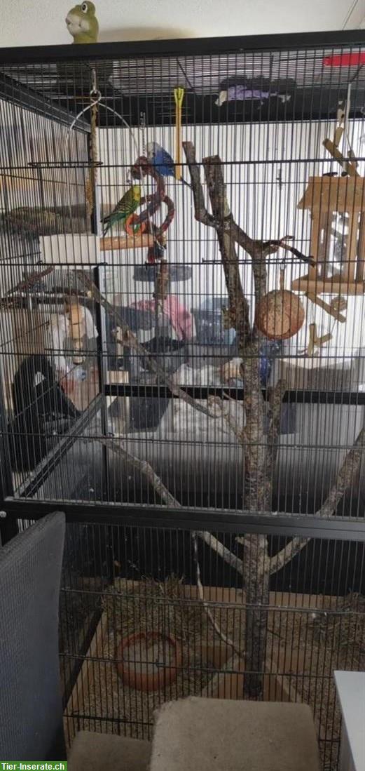Bild 3: Wellensittiche, blau und grün, mit Käfig und Zubehör