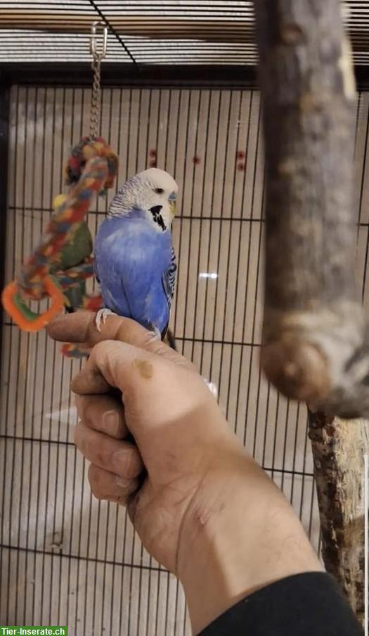 Bild 4: Wellensittiche, blau und grün, mit Käfig und Zubehör