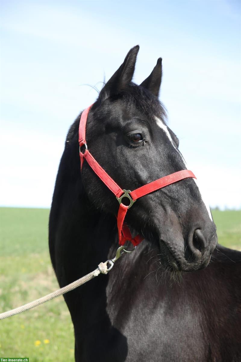 Niederländisches Warmblut x Friesen Wallach sucht neues Zuhause