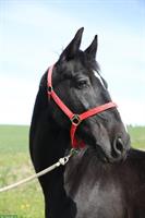 Niederländisches Warmblut x Friesen Wallach sucht neues Zuhause