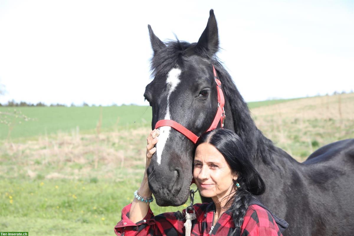 Bild 3: Niederländisches Warmblut x Friesen Wallach sucht neues Zuhause