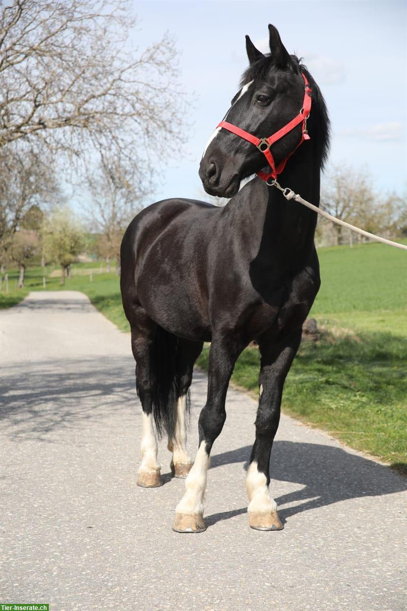 Bild 4: Niederländisches Warmblut x Friesen Wallach sucht neues Zuhause