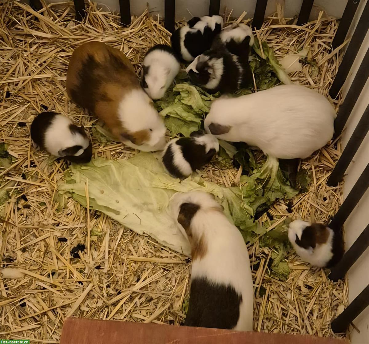 Junge Meerschweinchen/Meersäuli Männchen