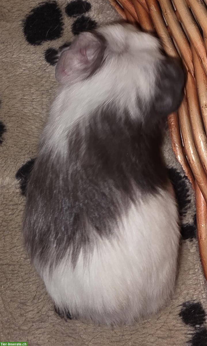 Bild 2: Junge Meerschweinchen/Meersäuli Männchen