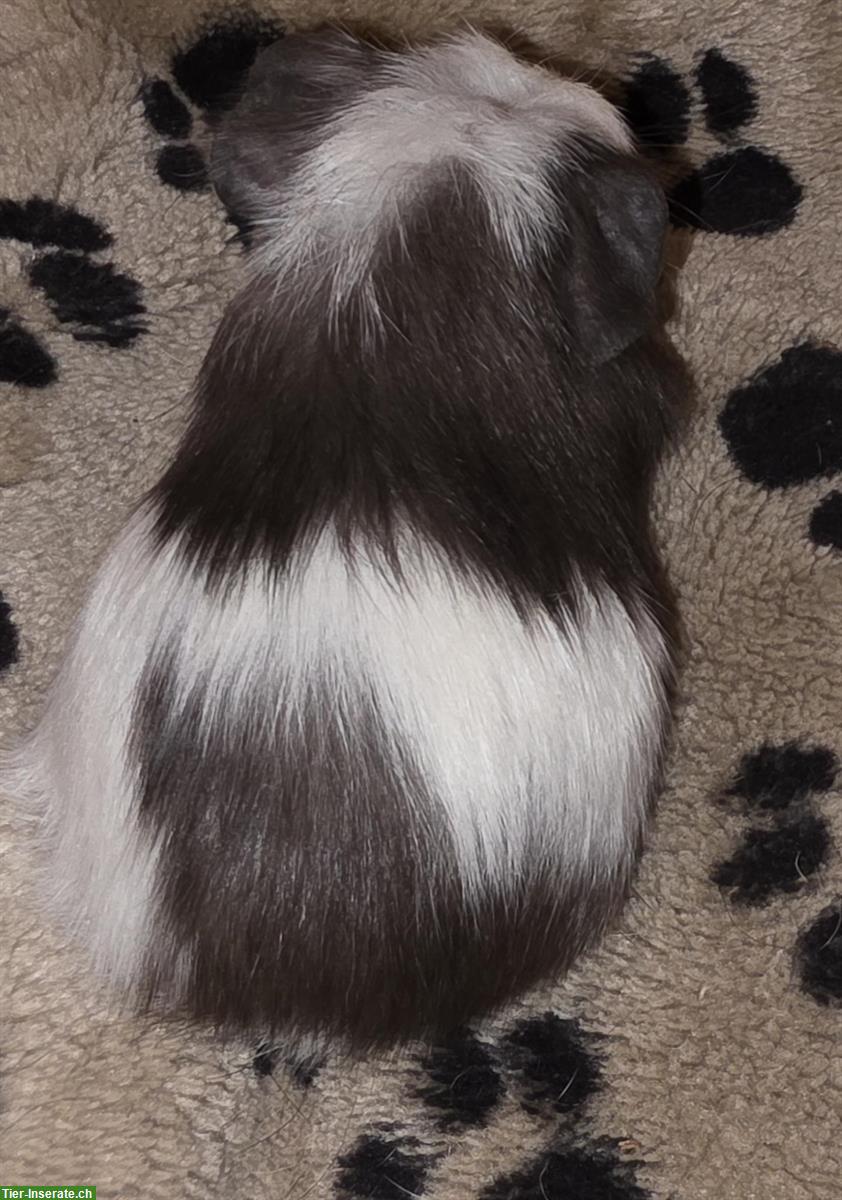 Bild 3: Junge Meerschweinchen/Meersäuli Männchen