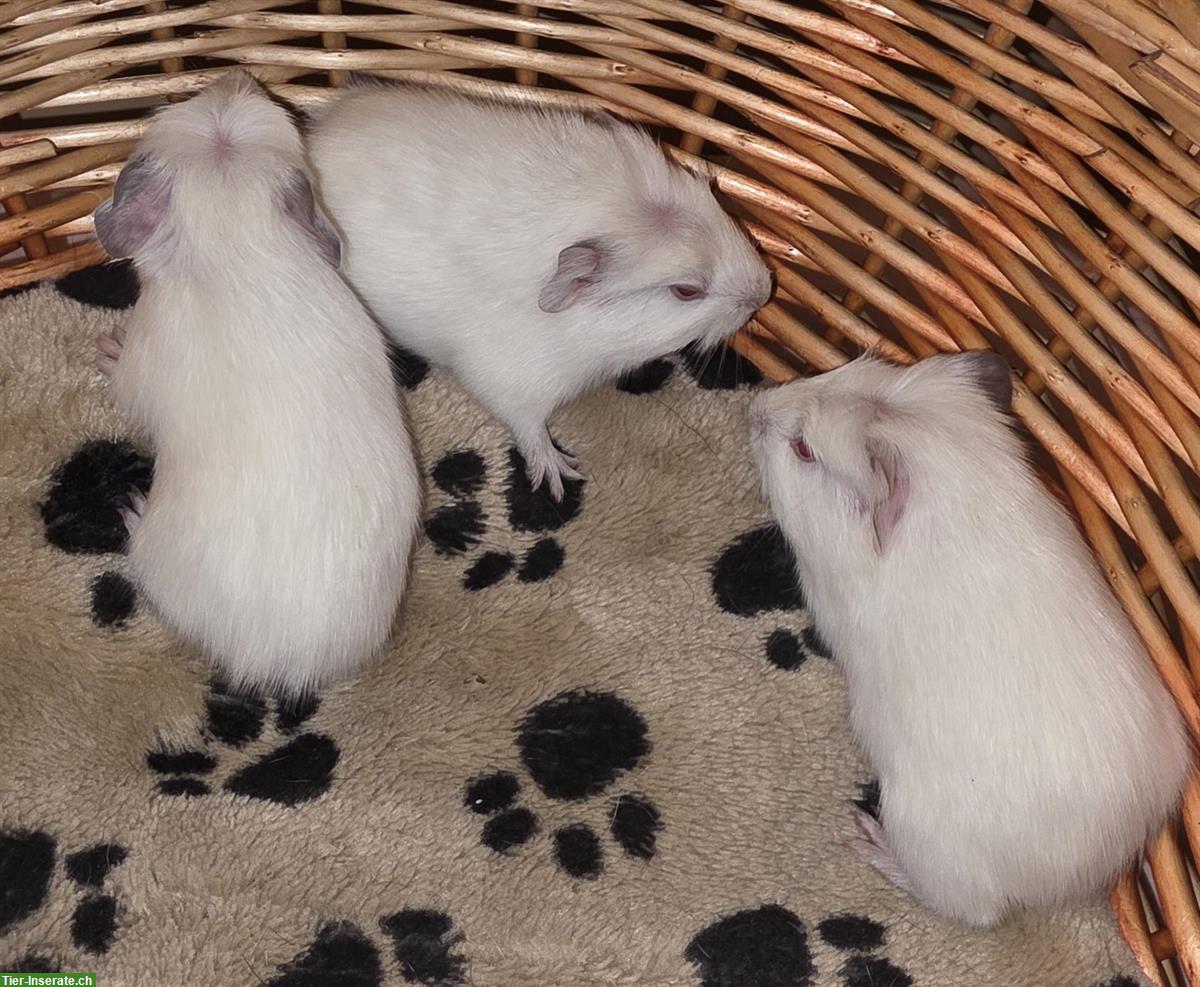 Bild 4: Junge Meerschweinchen/Meersäuli Männchen