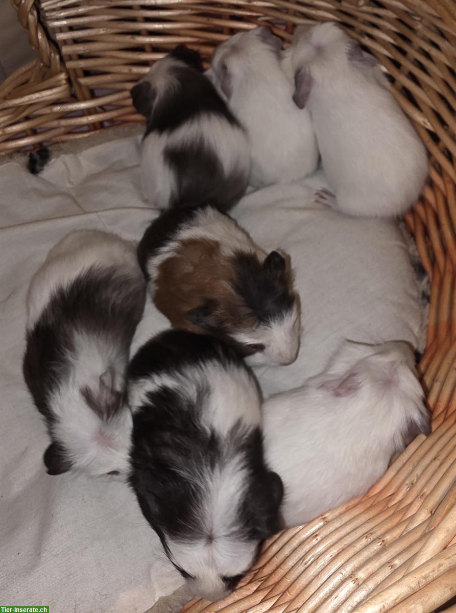 Bild 5: Junge Meerschweinchen/Meersäuli Männchen