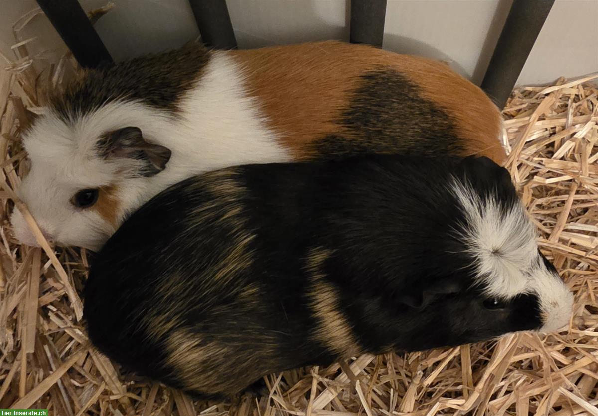 Bild 7: Junge Meerschweinchen/Meersäuli Männchen