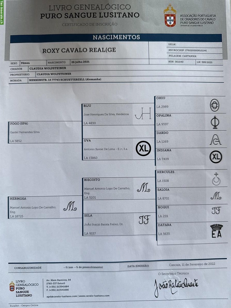 Bild 10: Lusitano Zuchtstute mit APSL-Papieren