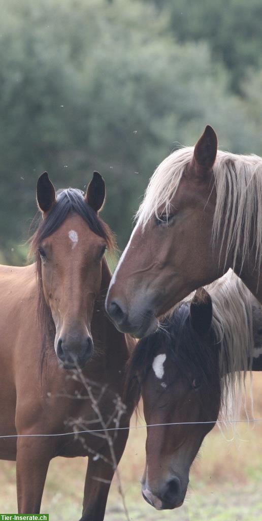 Bild 2: Lusitano Zuchtstute mit APSL-Papieren